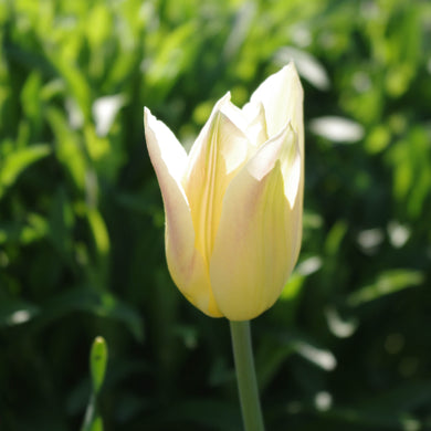 Tulipa Elegant Lady - Königliche Gartenakademie