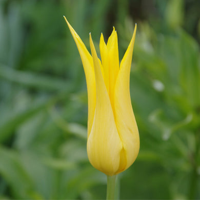 Tulipa Flashback - Königliche Gartenakademie