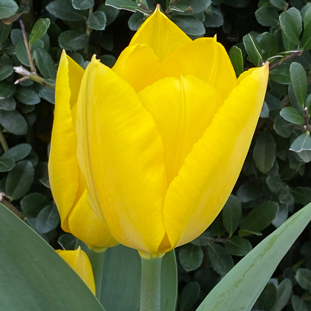 Tulipa 'Golden Purissima' - Königliche Gartenakademie