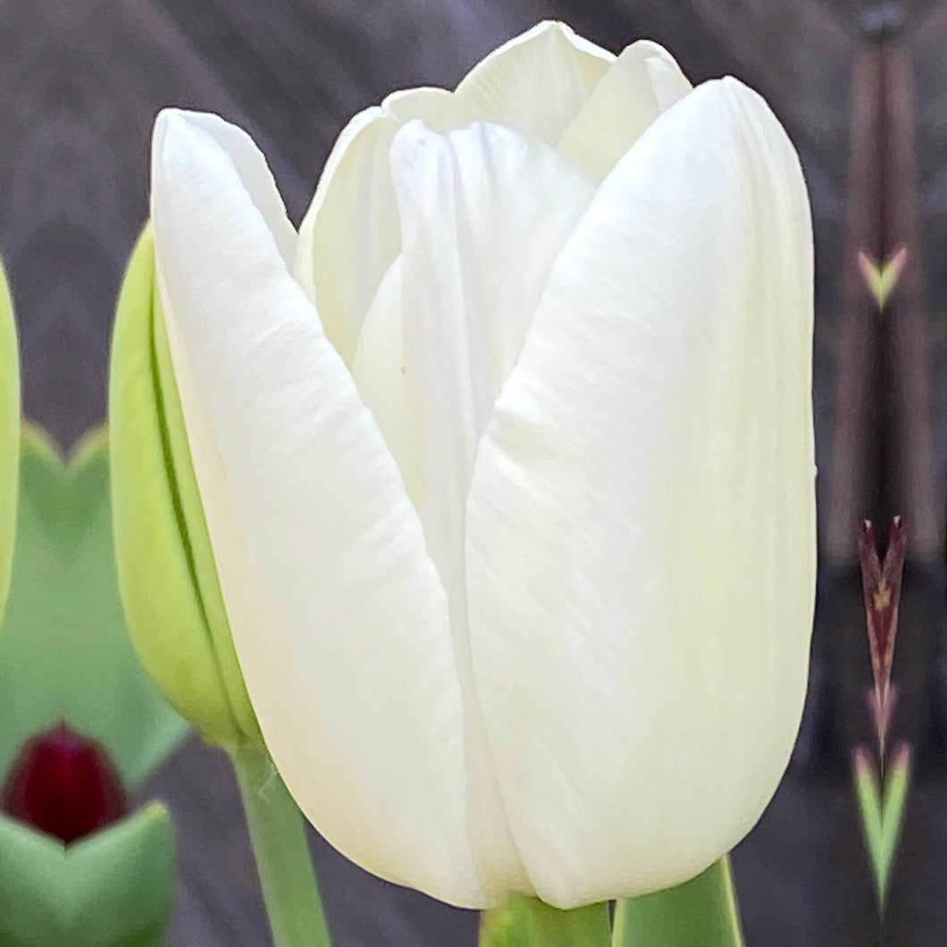 Tulipa Maureen - Königliche Gartenakademie