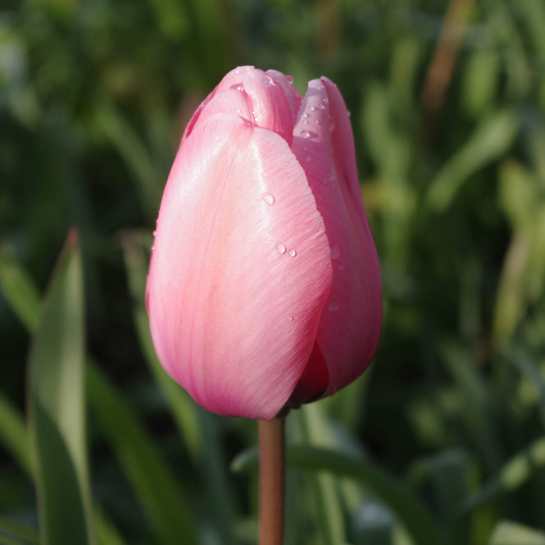 Tulipa Menton - Königliche Gartenakademie