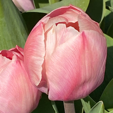 Tulipa Mystic van Eijk - Königliche Gartenakademie