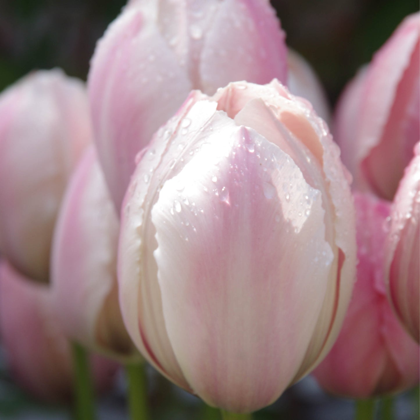 Tulipa Salmon van Eijk - Königliche Gartenakademie