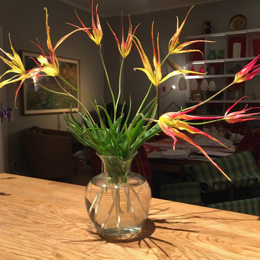 Tulipa acuminata - Königliche Gartenakademie