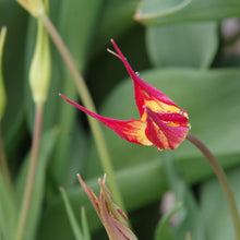 Lade das Bild in den Galerie-Viewer, Tulipa acuminata - Königliche Gartenakademie
