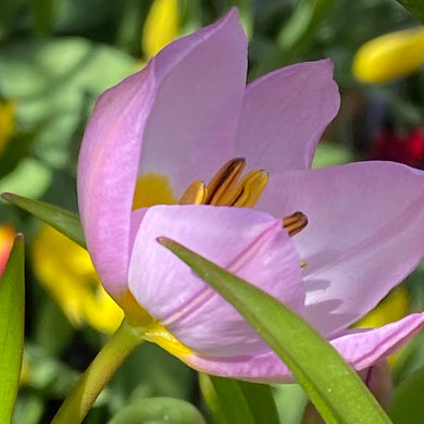 Tulipa bakeri 'Lilac Wonder' - Königliche Gartenakademie