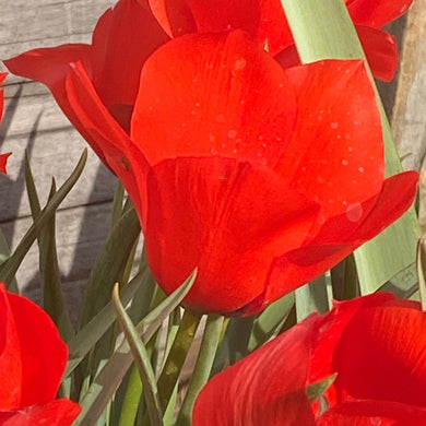 Tulipa batalinii Red Gem - Königliche Gartenakademie