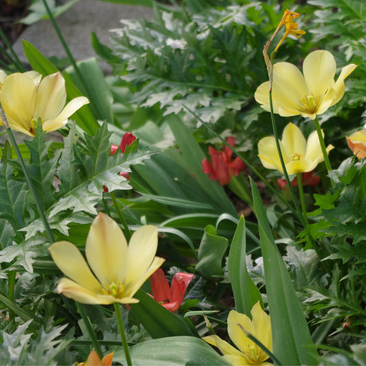 Mehrere hellgelbe Tulipa batalinii Bright Gem Wildtulpe von KGA mit spitzen Blütenblättern blühen zwischen grünen Blättern, während kleine rote Blüten den Hintergrund zieren und eine üppige, von Steingarten inspirierte Frühlingsgartenszene schaffen.
