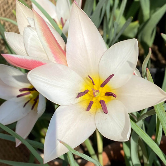 Eine Nahaufnahme der Tulipa clusiana 'Lady Jane' Damen-Tulpe von Weijers zeigt spitze Blütenblätter mit blassrosa und magentaroten Streifen, eine gelbe Mitte, dunkelviolette Staubgefäße und grüne Blätter. Blütezeit April-Mai.
