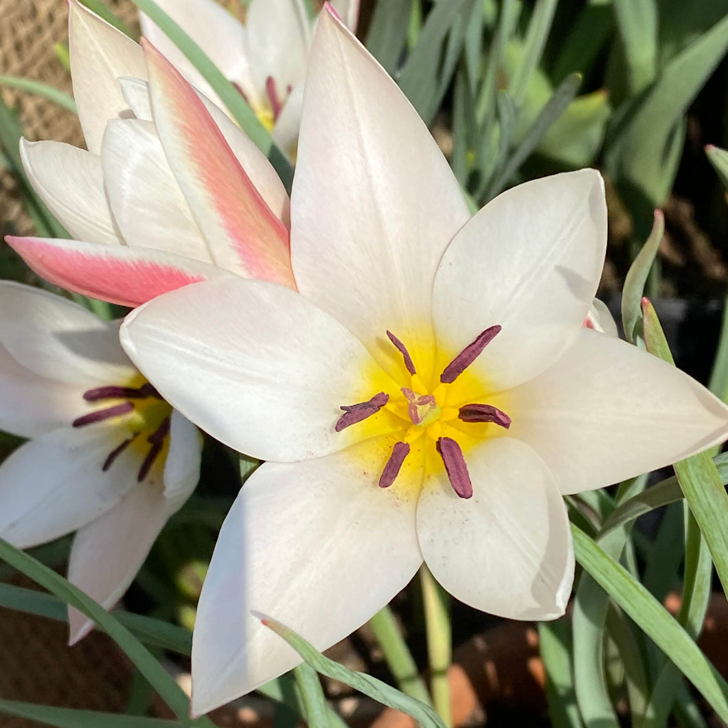 Tulipa clusiana 'Lady Jane' - Königliche Gartenakademie