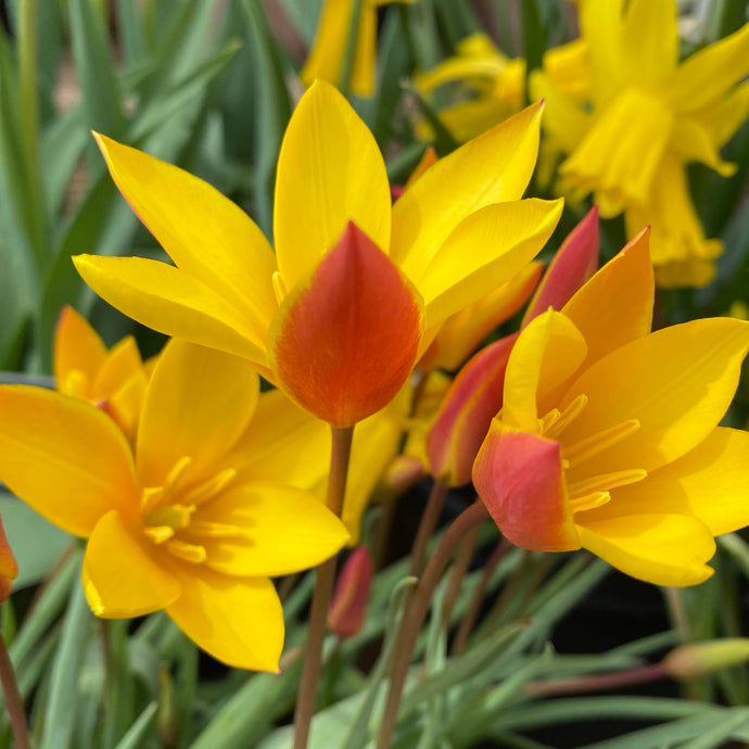 Tulipa clusiana var. chrysantha - Königliche Gartenakademie