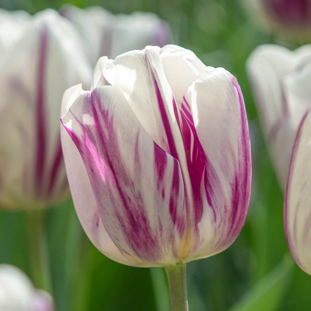 Tulipa Flaming Flag - Königliche Gartenakademie