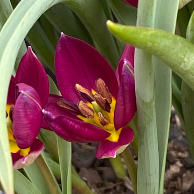 Tulipa humilis 'Eastern Star' - Königliche Gartenakademie
