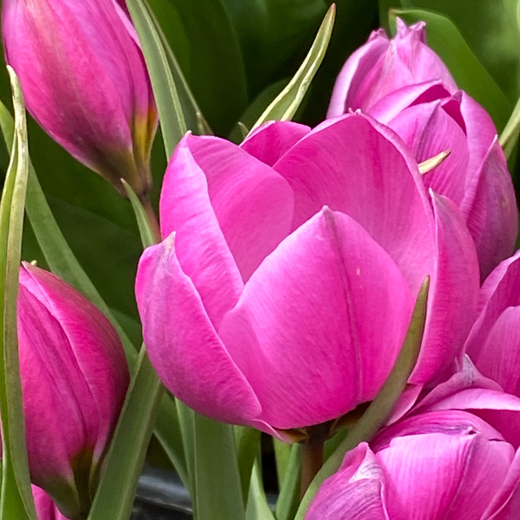 Tulipa humilis 'Helene' - Königliche Gartenakademie