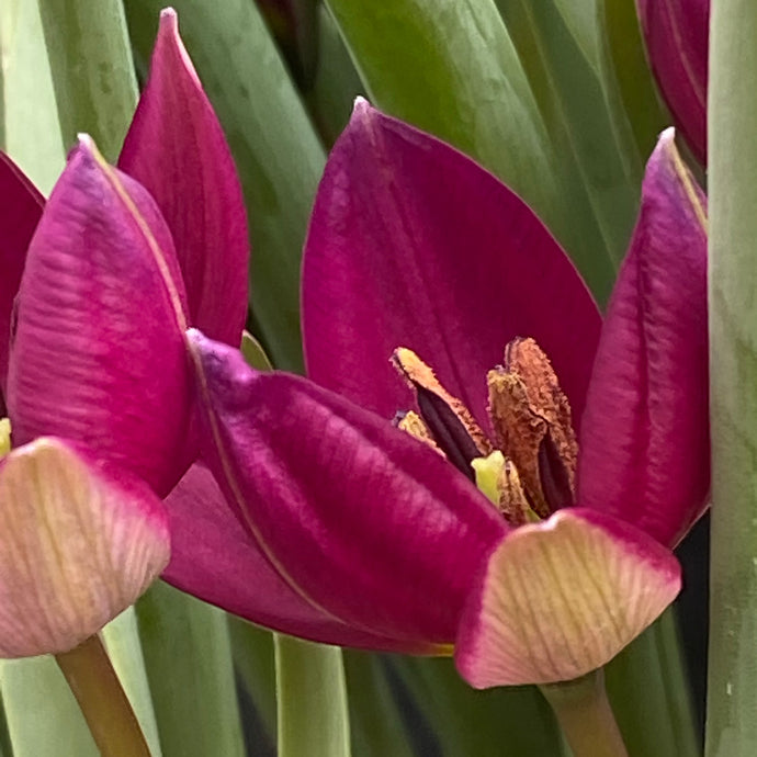 Tulipa humilis 'Persian Pearl' - Königliche Gartenakademie