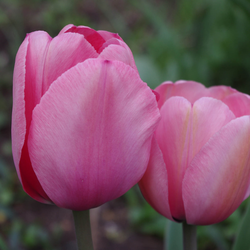 Tulipa Pink Impression - Königliche Gartenakademie