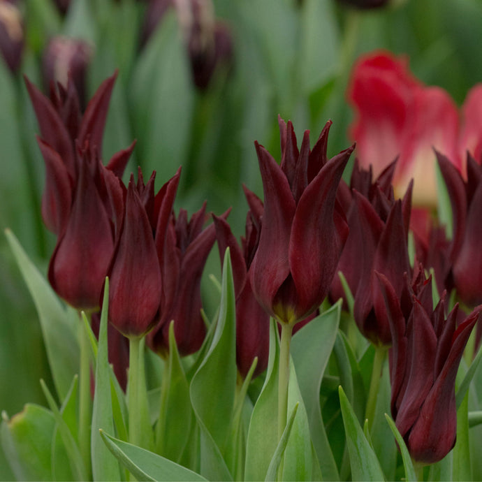 Tulipa Sarah Raven - Königliche Gartenakademie