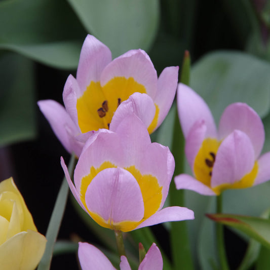 Tulipa Saxatilis - Königliche Gartenakademie
