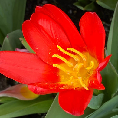 Tulipa Scarlet Baby - Königliche Gartenakademie