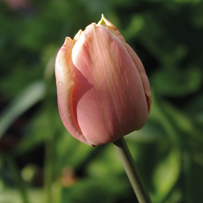 Tulipa 'Apricot Beauty' - Königliche Gartenakademie