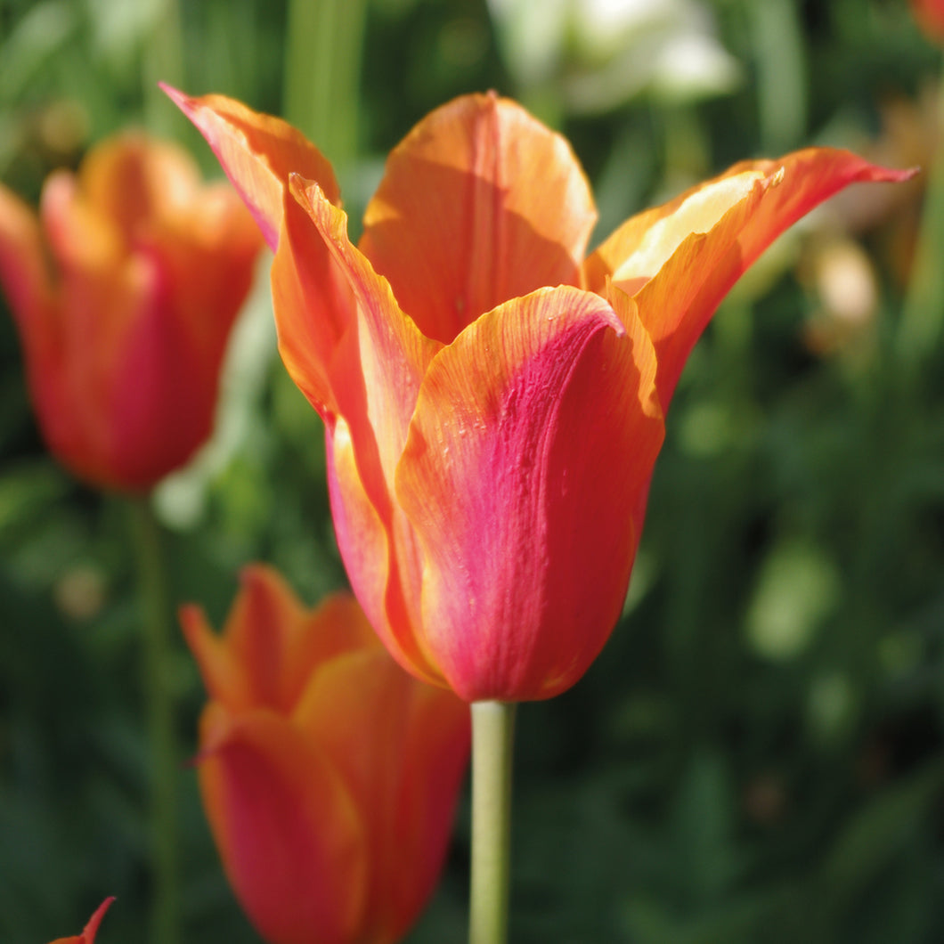 Tulipa 'Ballerina' - Königliche Gartenakademie