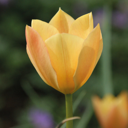 Tulipa batalinii 'Bronze Charm' - Königliche Gartenakademie