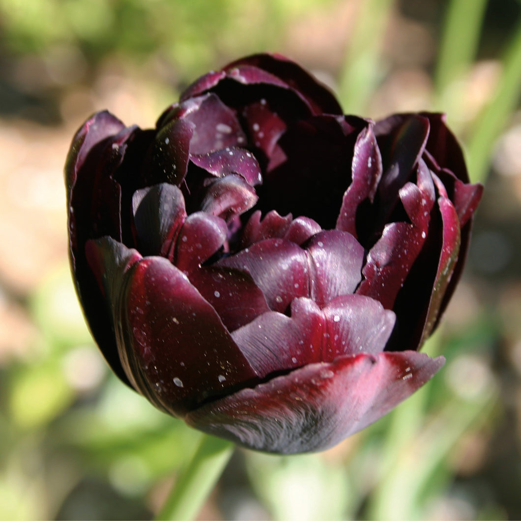 Tulipa 'Black Hero' - Königliche Gartenakademie