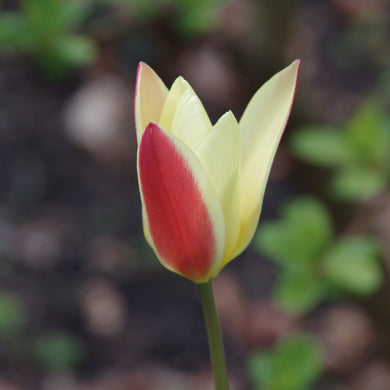 Tulipa clusiana 'Cynthia' - Königliche Gartenakademie