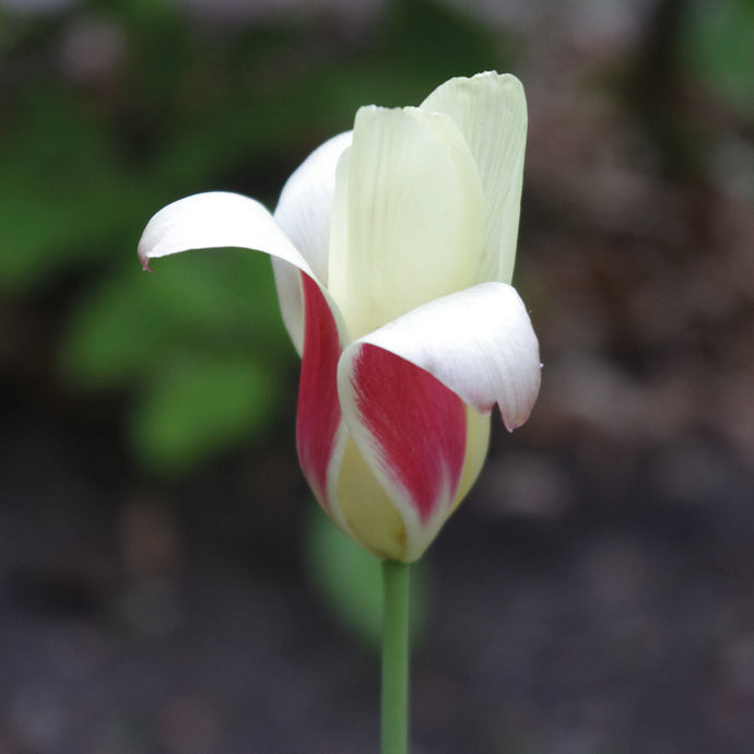 Tulipa clusiana 'Peppermint Stick' - Königliche Gartenakademie