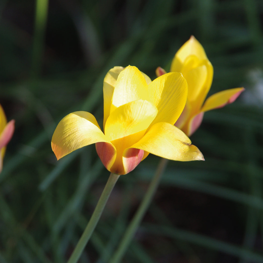 Tulipa clusiana 'Tubergen's Gem' - Königliche Gartenakademie