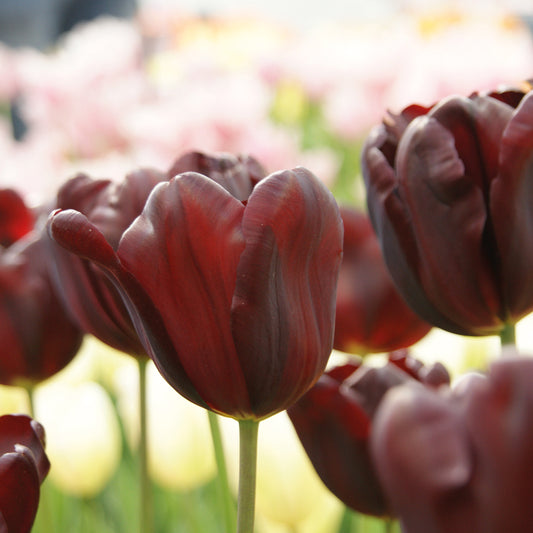 Tulipa 'Continental' - Königliche Gartenakademie
