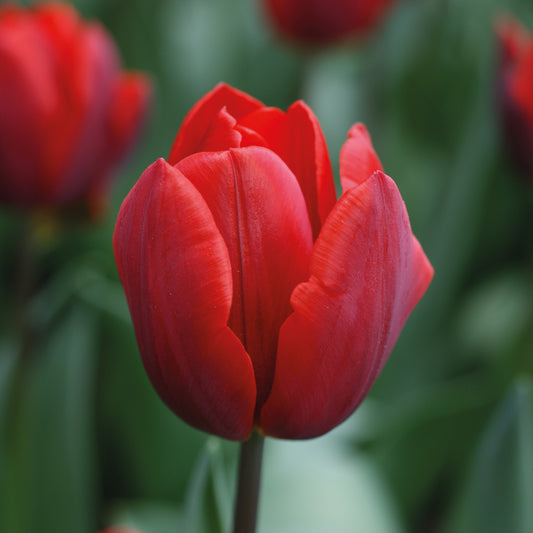 Tulipa 'Couleur Cardinal' - Königliche Gartenakademie