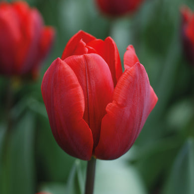 Tulipa 'Couleur Cardinal' - Königliche Gartenakademie