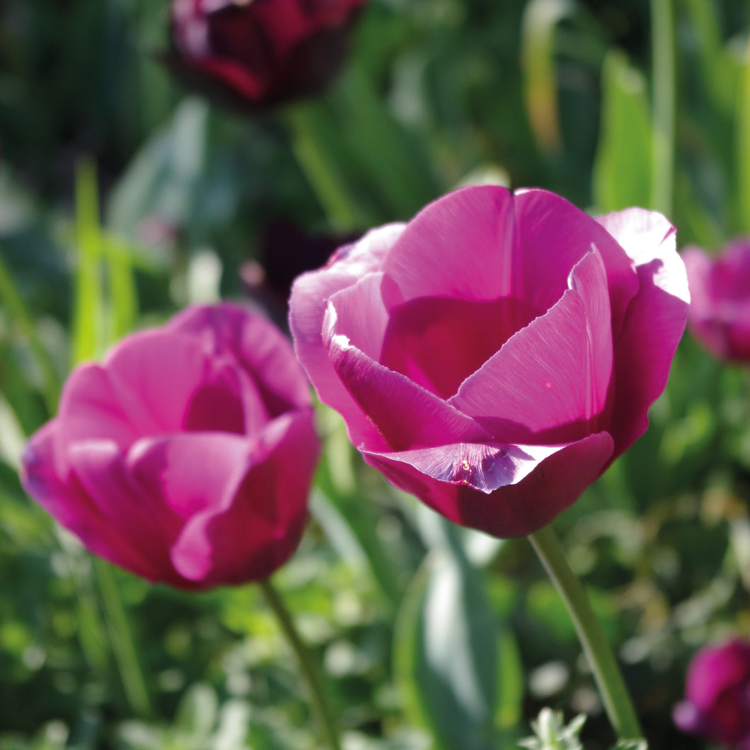 Tulipa 'Don Quichote' - Königliche Gartenakademie