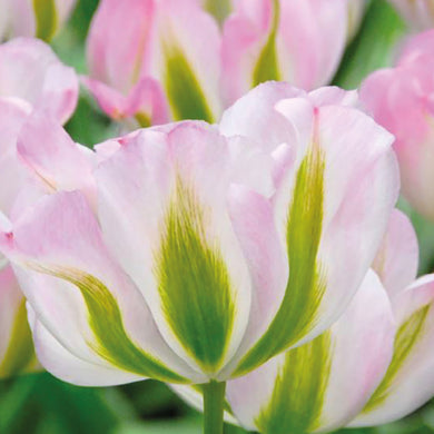 Tulipa 'Groenland' - Königliche Gartenakademie