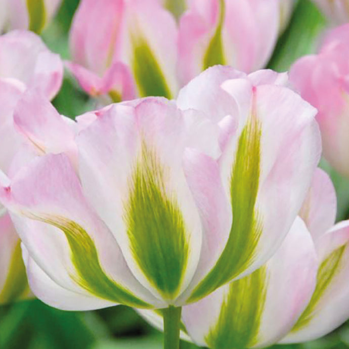 Tulipa 'Groenland' - Königliche Gartenakademie