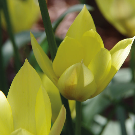 Tulipa 'Honky Tonk' - Königliche Gartenakademie