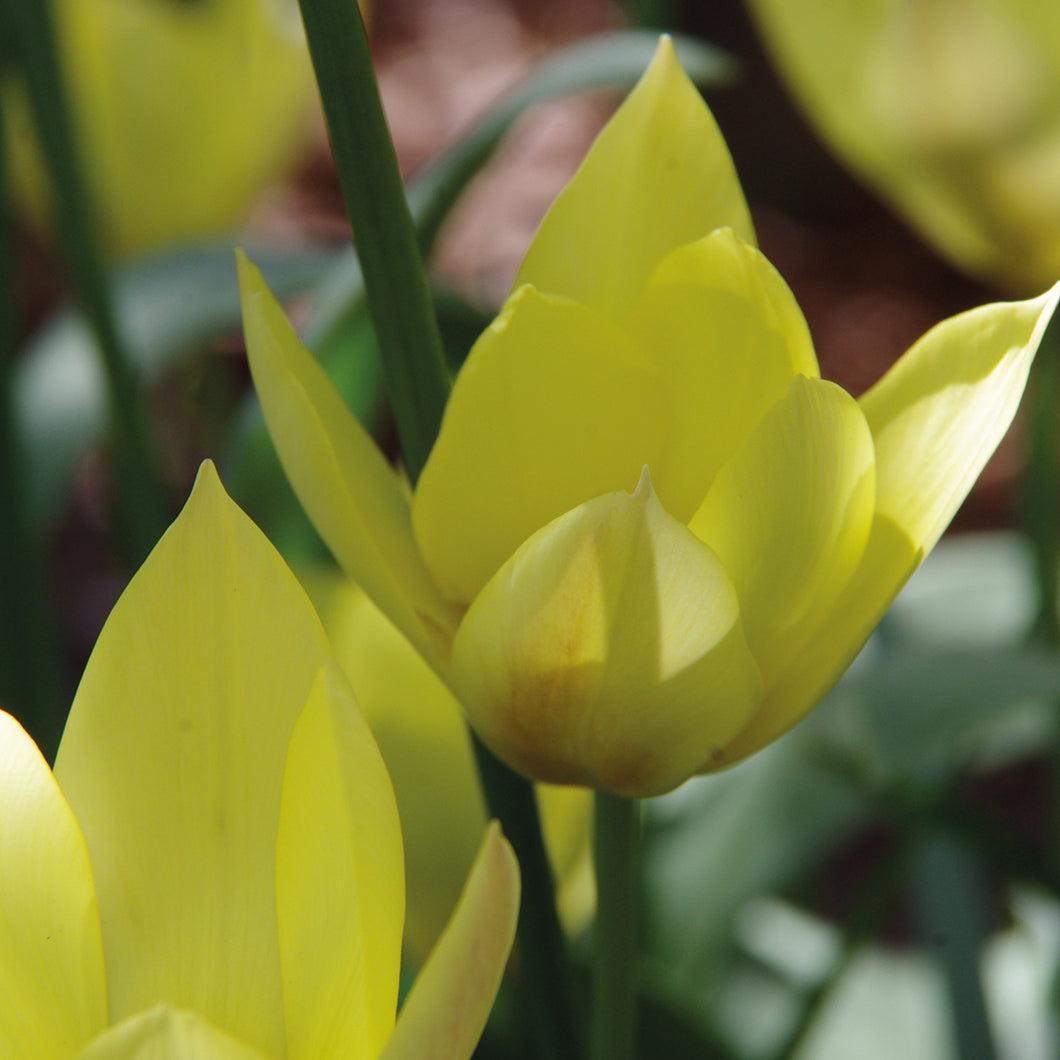 Tulipa 'Honky Tonk' - Königliche Gartenakademie