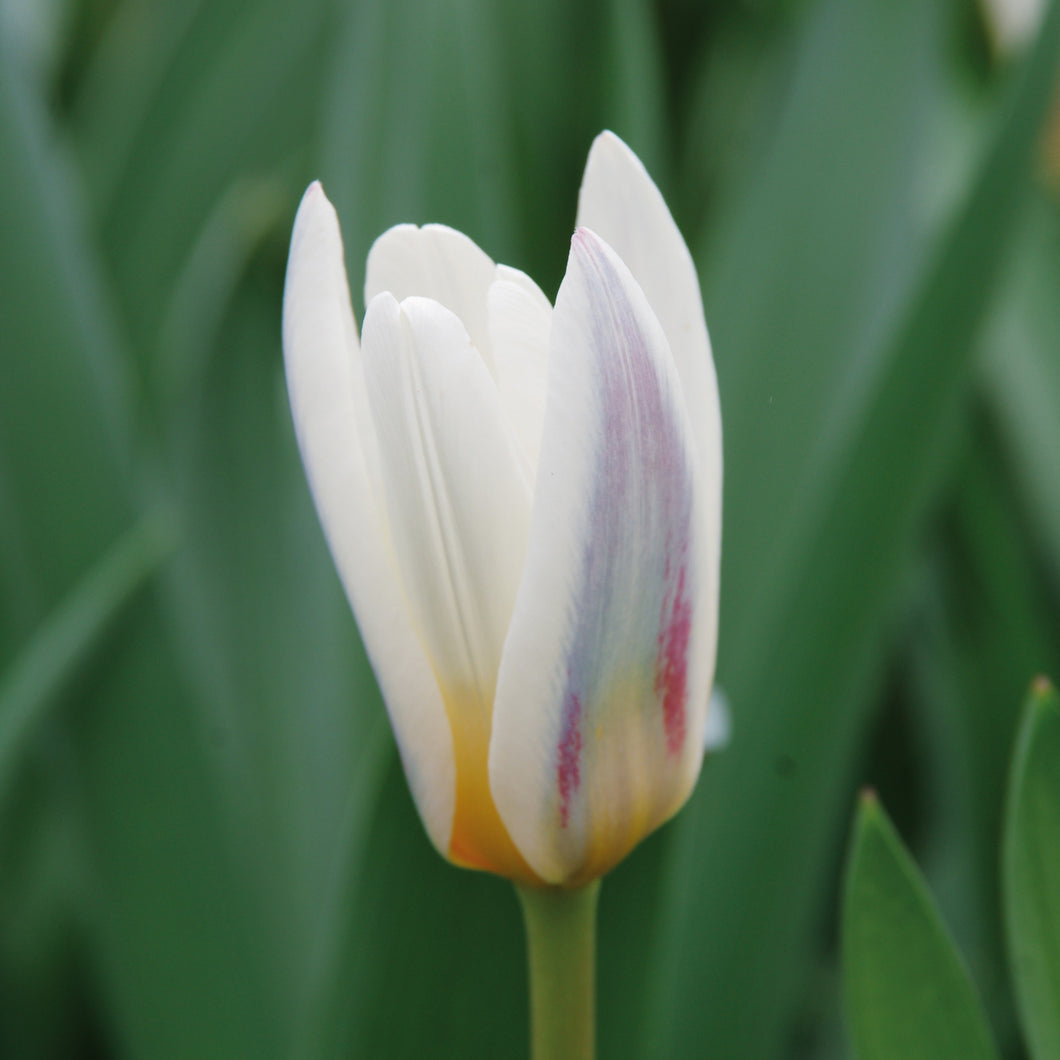 Tulipa 'Ice Stick' - Königliche Gartenakademie
