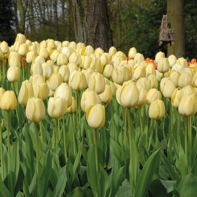 Tulipa 'Ivory Floradale' - Königliche Gartenakademie
