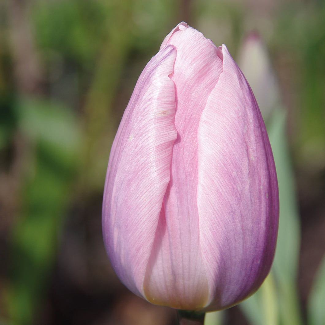 Tulipa 'Light and Dreamy' - Königliche Gartenakademie