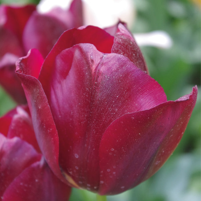 Tulipa 'National Velvet' - Königliche Gartenakademie