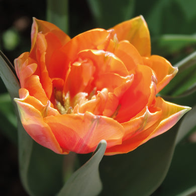 Tulipa 'Orange Princess' - Königliche Gartenakademie