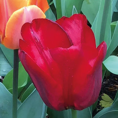 Tulipa 'Pallada' - Königliche Gartenakademie
