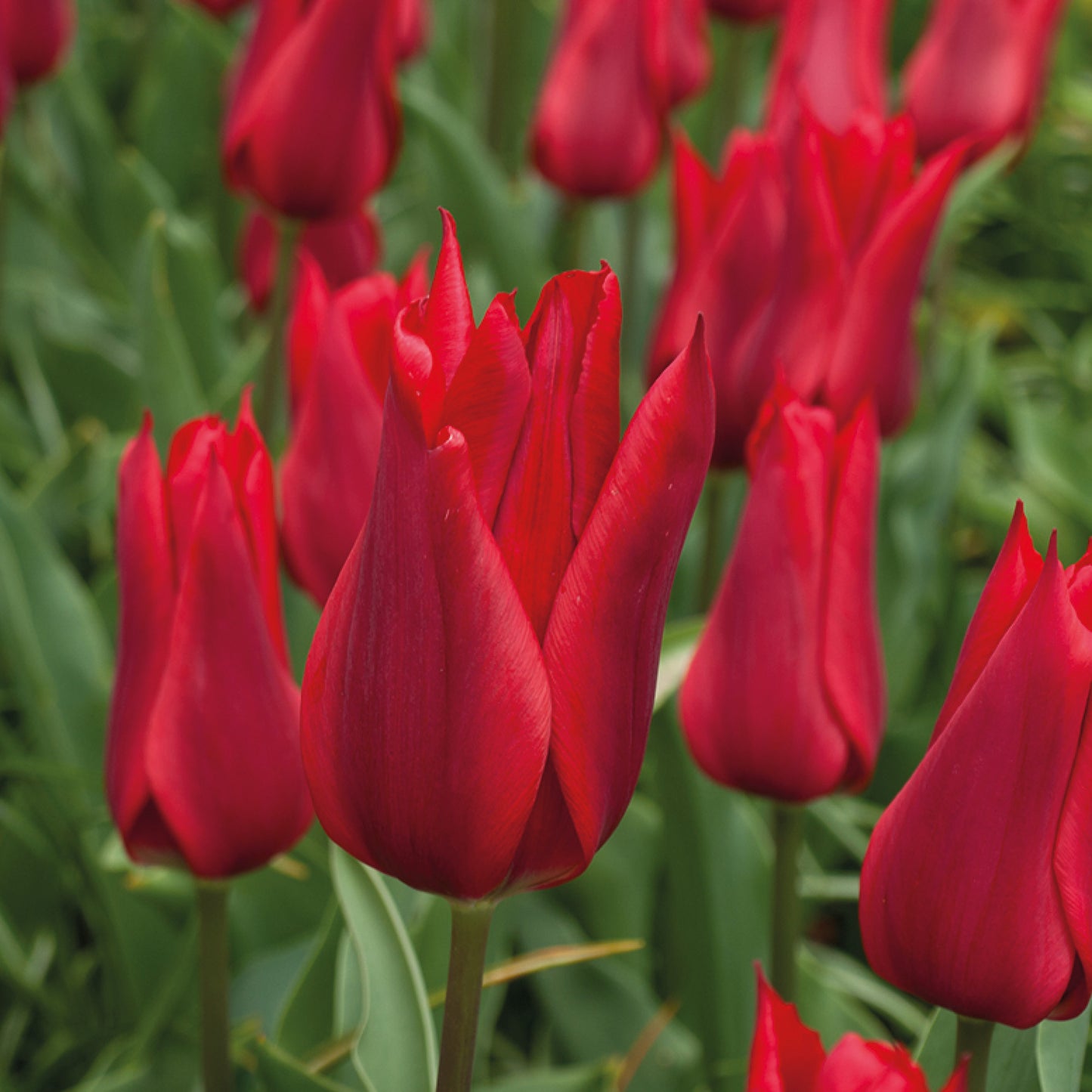 Tulipa 'Pieter de Leur' - Königliche Gartenakademie