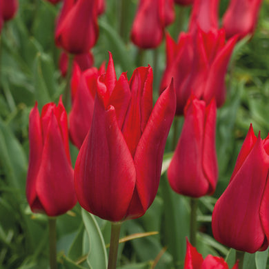 Tulipa 'Pieter de Leur' - Königliche Gartenakademie