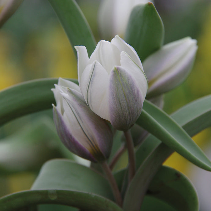 Tulipa polychroma - Königliche Gartenakademie