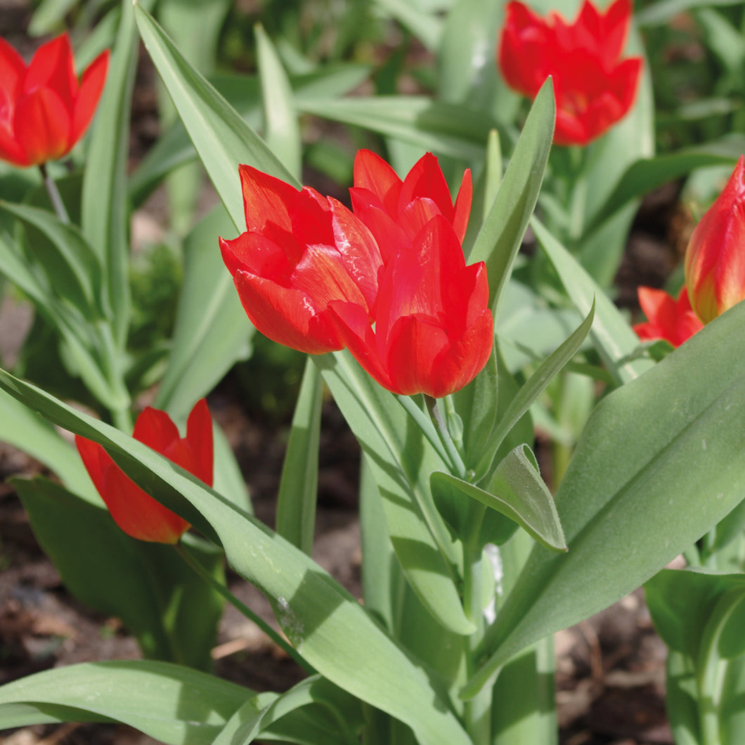 Tulipa praestans 'Fusilier' - Königliche Gartenakademie
