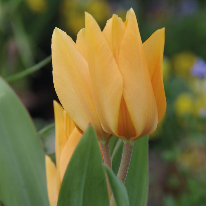 Tulipa praestans 'Shogun' - Königliche Gartenakademie