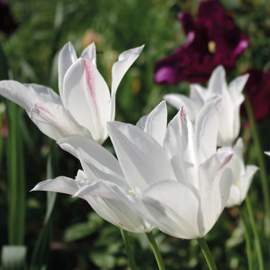 Tulipa 'Purissima' - Königliche Gartenakademie